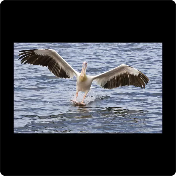 Great White Pelican landing at sea Namibia, Pelecanus onocrotalus