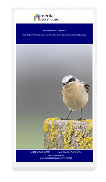 Male Northern Wheatear on a pole with yellow lichen, Oenanthe oenanthe, Netherlands