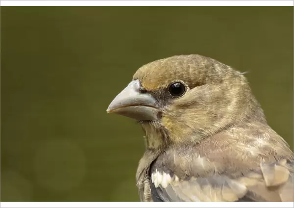 Hawfinch juvenile head portret, Coccothraustes coccothraustes, Netherlands