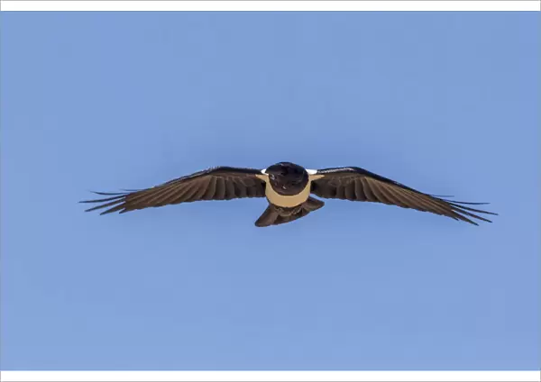 Pied Crow (Corvus albus) Caf'® Chtoukan, Tchtoukan, Western Sahara, Morocco (N24'-'40'0 7'CO 'Co W14'-'52')