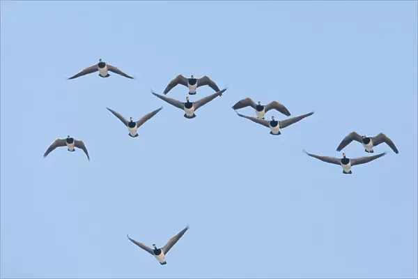 Barnacle Geese in flight Netherlands, Netherlands