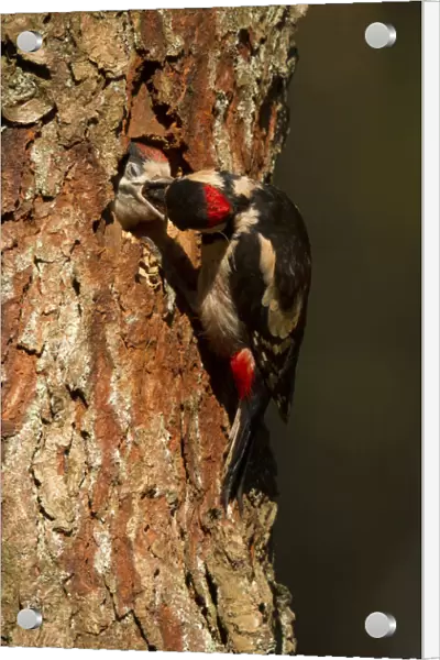 great spotted Woodpecker feeding juvenile in nest, Netherlands