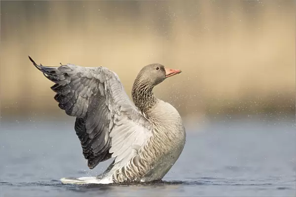 Greylag Goose opens his wings, Anser anser, Netherlands