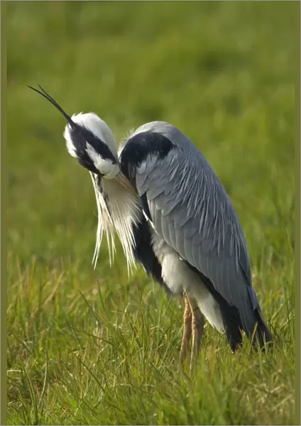 Grey Heron adult preening Netherlands, Ardea cinerea