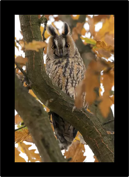 Asio otus, Long-eared Owl with autumn leaves, Netherlands