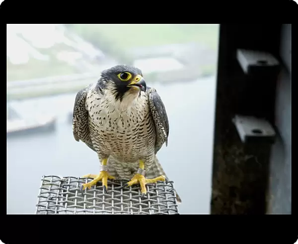 Peregrine Falcon at nestsite, Falco peregrinus