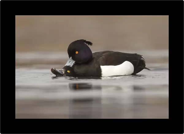 Tufted duck mating, Netherlands
