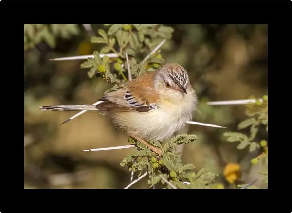 Adult female perched on a branch of acacia in Oued Jenna, Western Sahara