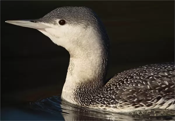 Red-throated Loon winter plumage close-up of head Netherlands, Gavia stellata