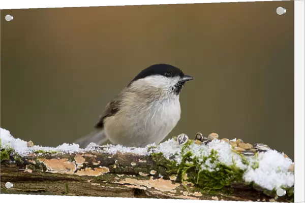 Willow Tit perched on a branch in the snow, Poecile montanus