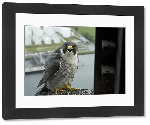 Peregrine Falcon at nest site, Falco peregrinus