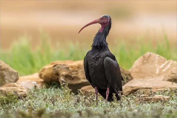 Bald Ibis searching for object to build them nest near Tamri, Morocco, Morocco