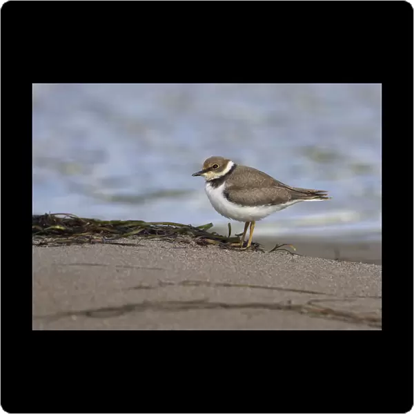 First-winter Little Ringed Plover, Charadrius dubius