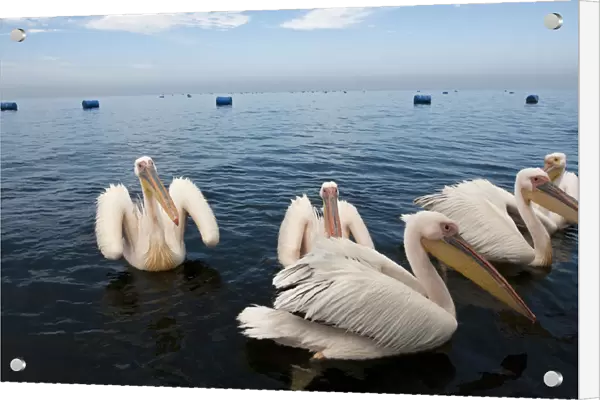 Great White Pelican group swimming Namibia, Pelecanus onocrotalus