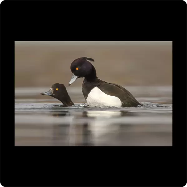 Tufted duck mating, Netherlands