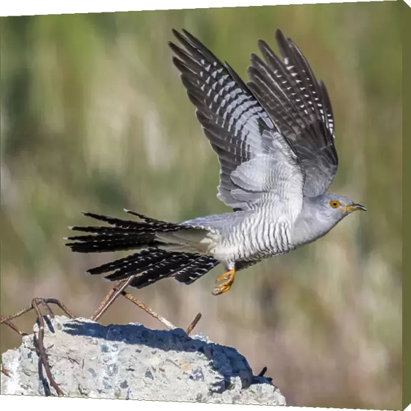 Probable male Eastern Common Cuckoo take off from a stone in Atyrau, Kazakhstan May 30, 2017, Cuculus canorus