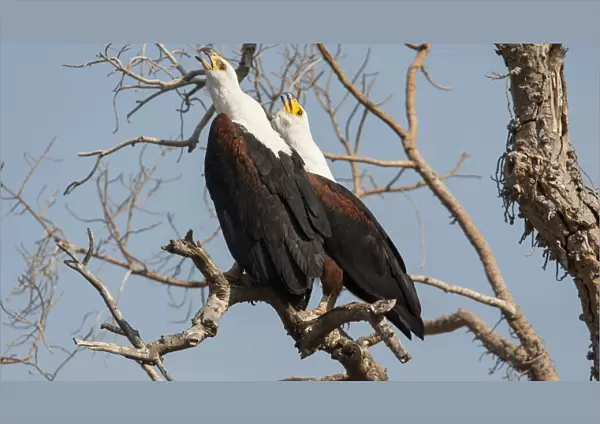 A pair of calling African Fish Eagles in a tree, Haliaeetus vocifer, South Africa