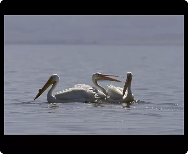 American White Pelicans swimming in Salton Sea California USA, Pelecanus erythrorhynchos