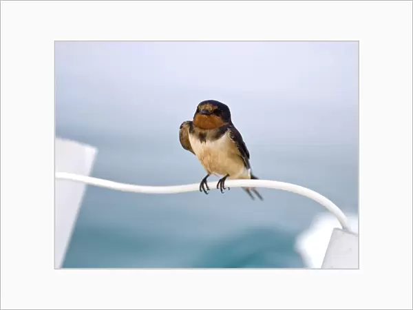 American Barn Swallow (subspecies erythrogaster) resting on ship Yucatan Mexico, Hirundo rustica