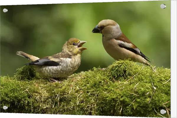Hawfinch juvenile getting food, Coccothraustes coccothraustes, Netherlands