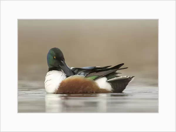 Northern Shoveler cleaning feathers, Spatula clypeata, Netherlands