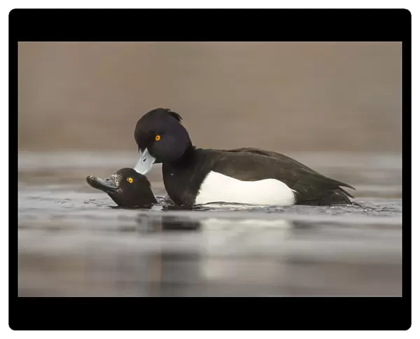 mating tufted ducks on water, Netherlands