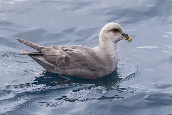 This bird was taken in the Hausgarden, Greenland Sea from the famous german ship - Polarstern Powered by POLe & AWI