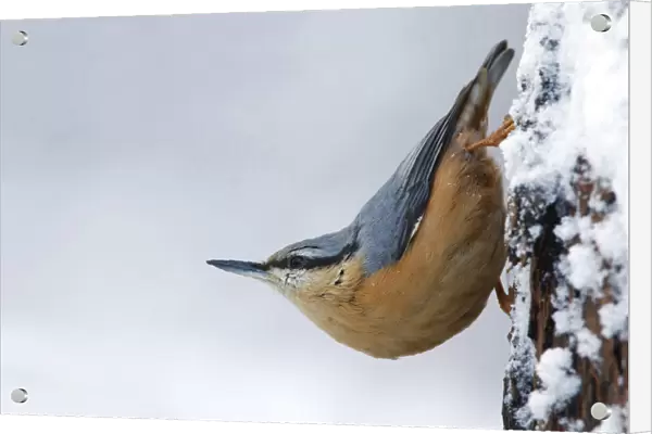 European Nuthatchhanging on snowy tree, Netherlands