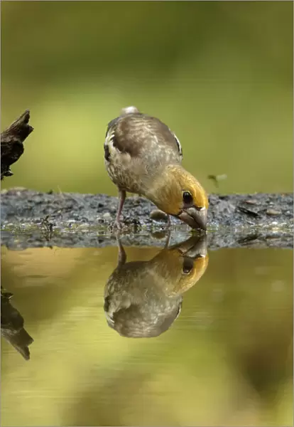Hawfinch juvenile drinking water, Coccothraustes coccothraustes, Netherlands