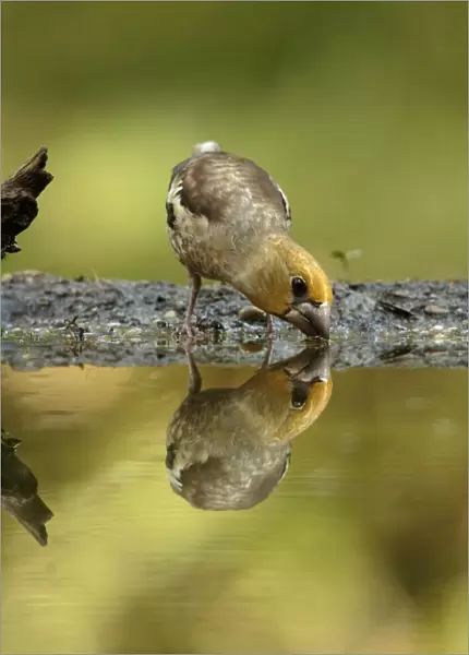 Hawfinch juvenile drinking water, Coccothraustes coccothraustes, Netherlands