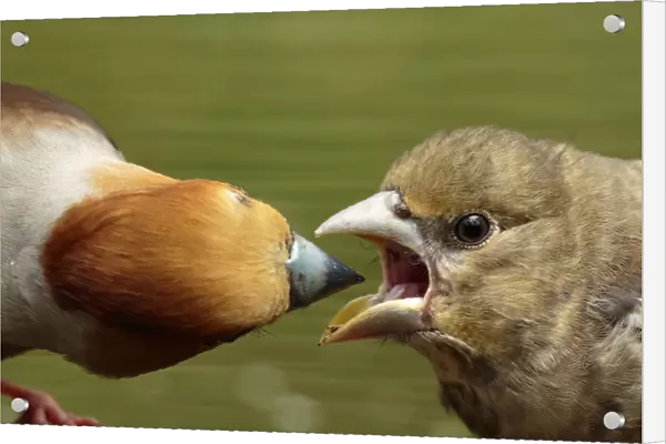 Hawfinch male feeding juvenile closup, Coccothraustes coccothraustes, Netherlands