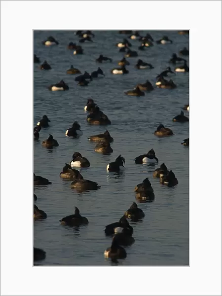 Tufted Duck a group swimming, Aythya fuligula