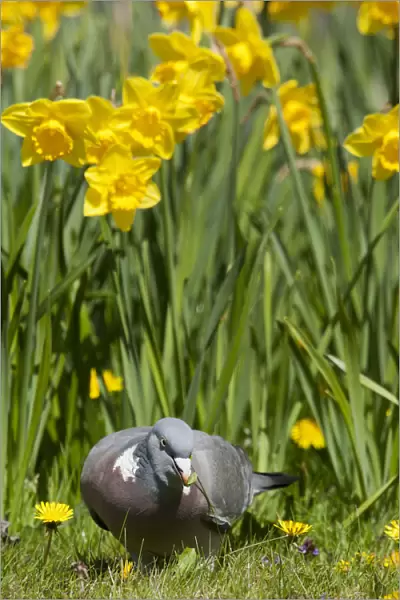 Common Wood Pigeon and yellow flowers, Columba palumbus, Netherlands