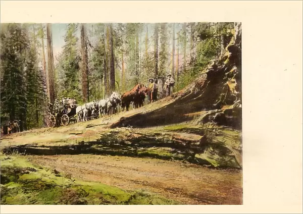 Horse-drawn carriages United States Forests California