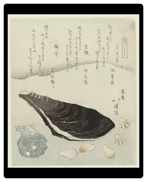 Plover shells raw mussel brocade shell Chidorigai namakaki nishikigai