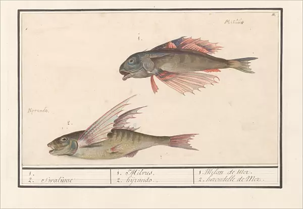Red gurnard Chelidonichthys lucerna flying fish