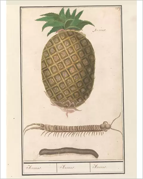 Pineapple Ananas comosus title object centipede