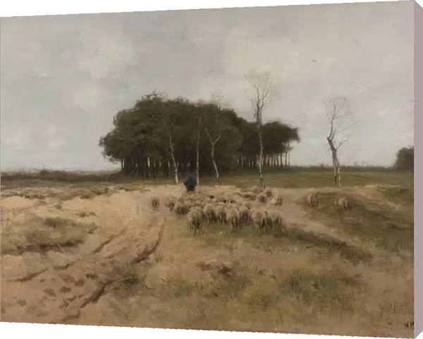 Heath Laren Heide De Heide shepherd walks herd