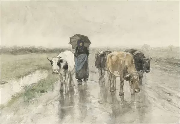 A Herdess Cows Country Road Rain farmers wife