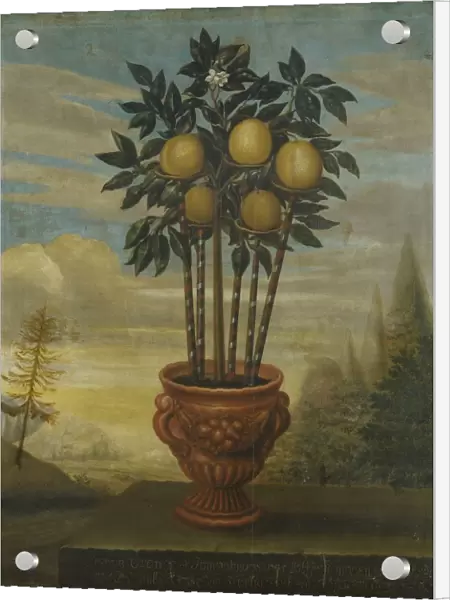 David von CAoln Orange tree urn painting 1733