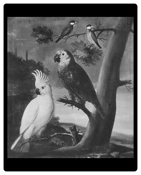 David von CAoln Parrots birds painting 1733 Oil