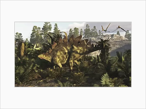 A Stegosaurus hanging out