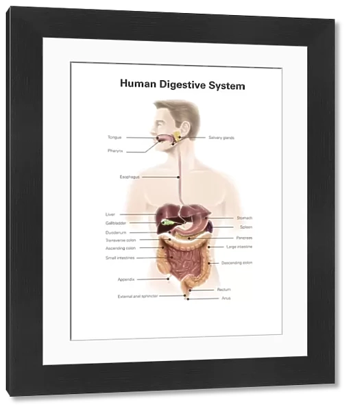 Human digestive system, with labels