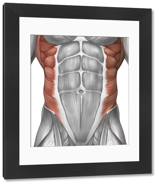 Male muscle anatomy of the abdominal wall