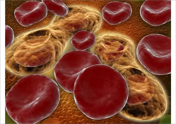 Malria spores in the human blood stream