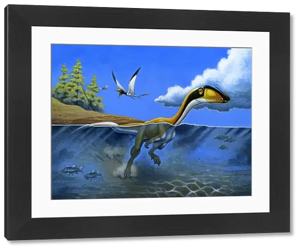 A Megapnosaurus dinosaur goes for a swim in a prehistoric lake