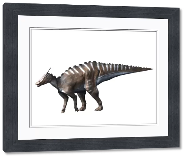 Saurolophus dinosaur