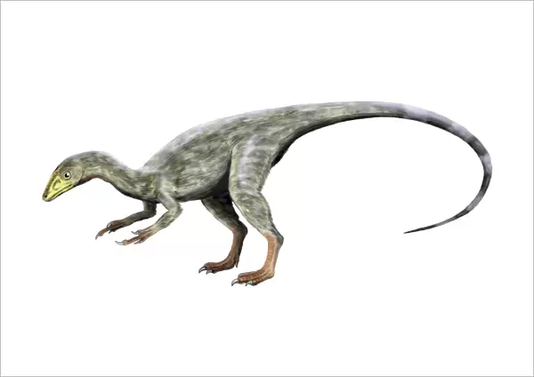 Compsognathus dinosaur