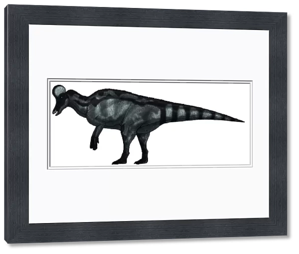 Corythosaurus, a large hadrosaurid dinosaur