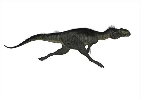 Megalosaurus dinosaur running, white background